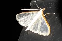 Palpita vitrealis
