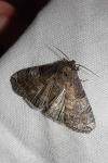 Tethea ocularis
