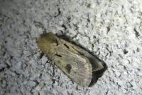 Agrotis exclamationis exclamationis