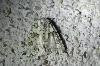Bryopsis muralis