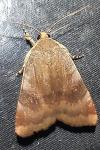 Noctua janthe