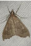 Mecyna asinalis