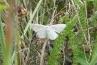 Scopula virgulata