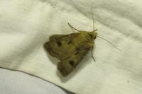 Agrotis exclamationis exclamationis
