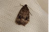 Amphipyra pyramidea