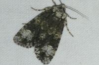 Craniophora ligustri