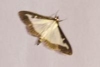 Cydalima perspectalis