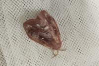 Dendrolimus pini pini