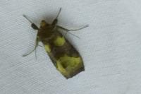 Diachrysia chrysitis