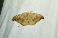 Drepana falcataria