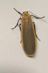 Katha depressa