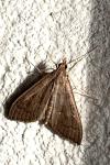Mecyna asinalis