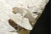 Idaea seriata
