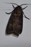 Agrotis segetum