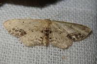 Idaea dimidiata