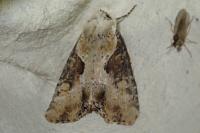 Lateroligia ophiogramma