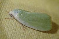 Earias clorana