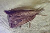 Chilo phragmitellus