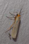 Eilema caniola