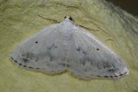 Lomographa temerata