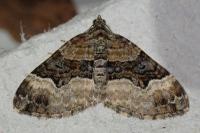 Xanthorhoe biriviata