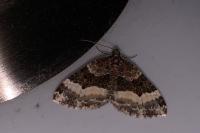 Euphyia unangulata