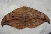 Drepana curvatula