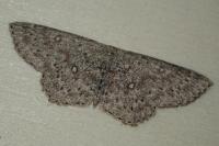 Cyclophora pendularia