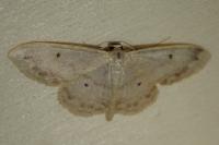 Idaea biselata