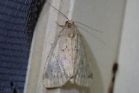 Photedes minima