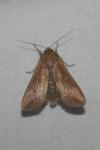 Mythimna unipuncta