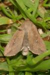 Mythimna unipuncta