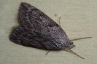 Pachycnemia hippocastanaria hippocastanaria
