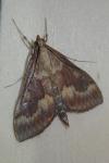 Ostrinia nubilalis