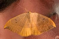 Watsonalla binaria