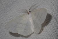 Cabera pusaria