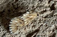 Cynaeda dentalis