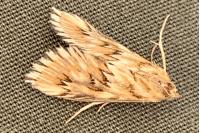 Cynaeda dentalis