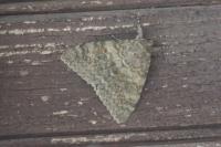 Catocala elocata
