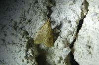 Udea ferrugalis