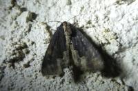 Dypterygia scabriuscula