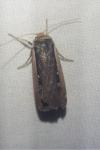 Ochropleura leucogaster