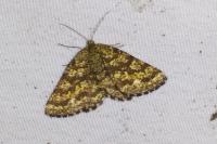 Ematurga atomaria
