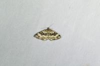 Epirrhoe alternata