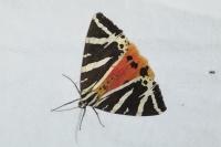 Euplagia quadripunctaria