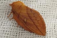 Euthrix potatoria