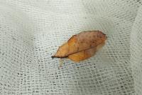 Gastropacha populifolia