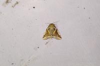 Habrosyne pyritoides