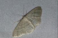 Idaea subsericeata