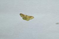 Idaea degeneraria